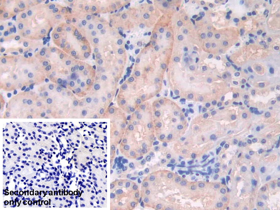 Polyclonal Antibody to Mab21 Domain Containing Protein 1 (MB21D1)