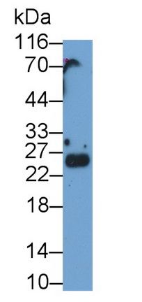 Polyclonal Antibody to Shisa Homolog 4 (SHISA4)