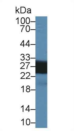 Polyclonal Antibody to Shisa Homolog 4 (SHISA4)