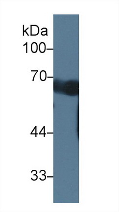 Polyclonal Antibody to Coiled Coil Domain Containing Protein 60 (CCDC60)