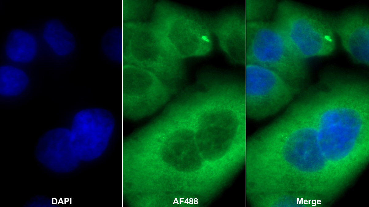 Polyclonal Antibody to Mitochondrial Open Reading Frame Of The 12S rRNA-c (MOTS-c)