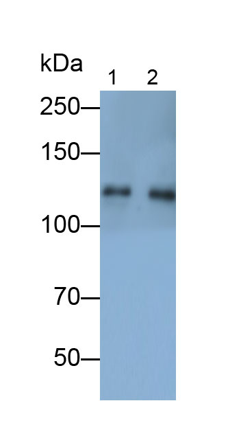 Polyclonal Antibody to Complement Component 3c (C3c)