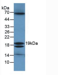 Polyclonal Antibody to Ecotin (ECO)