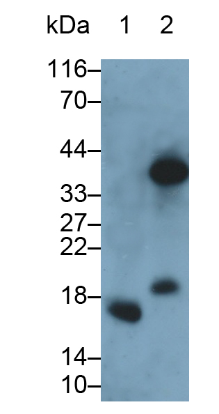 Polyclonal Antibody to Ecotin (ECO)