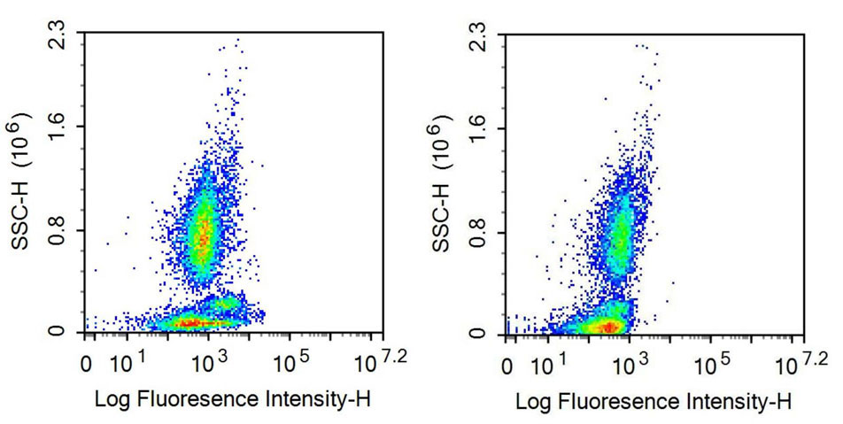 Recombinant Antibody to Activated Leukocyte Cell Adhesion Molecule (ALCAM)