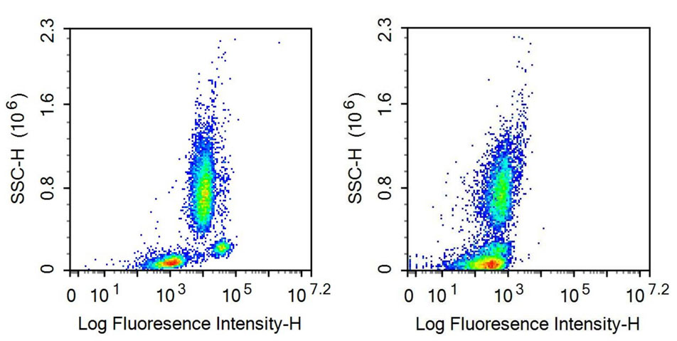 Recombinant Antibody to Toll Like Receptor 2 (TLR2)