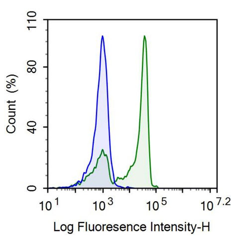 Recombinant Antibody to Tumor Necrosis Factor Receptor Superfamily, Member 7 (TNFRSF7)