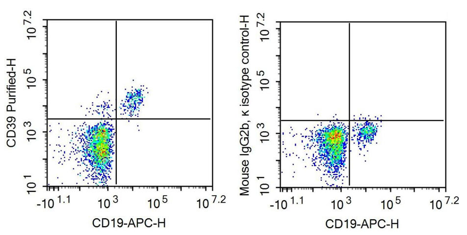 Recombinant Antibody to Ectonucleoside Triphosphate Diphosphohydrolase 1 (ENTPD1)