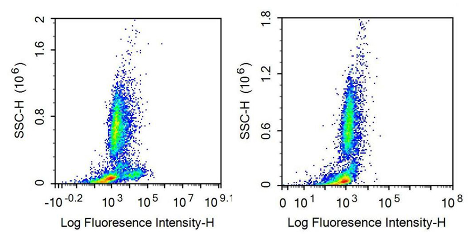 Recombinant Antibody to Cluster Of Differentiation 56 (CD56)