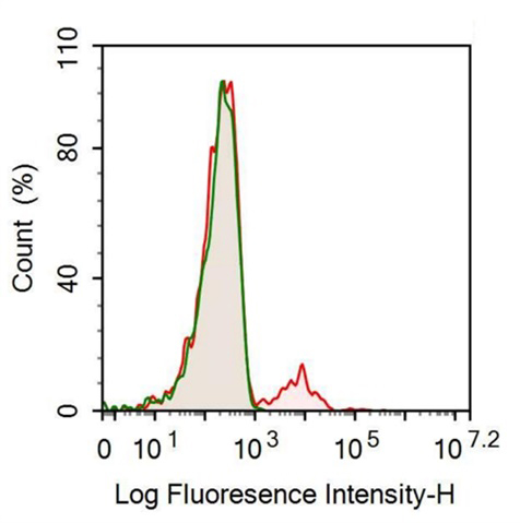 Recombinant Antibody to Cluster Of Differentiation 56 (CD56)