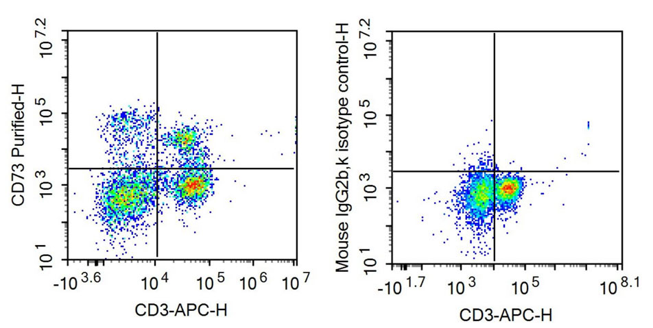 Recombinant Antibody to Cluster Of Differentiation 73 (CD73)