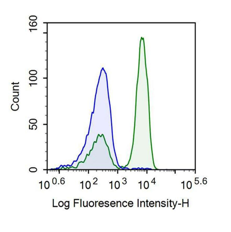 Recombinant Antibody to Cluster Of Differentiation 146 (CD146)