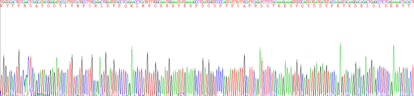 Recombinant Activated Leukocyte Cell Adhesion Molecule (ALCAM)