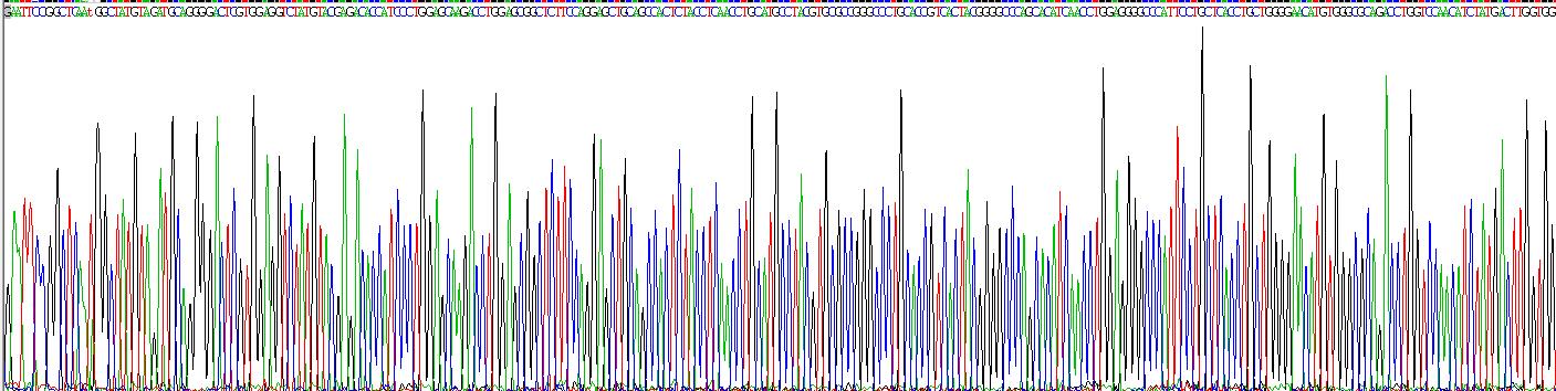 Recombinant Angiotensin I Converting Enzyme (ACE)