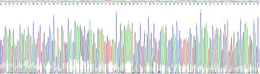 Recombinant Angiogenin (ANG)