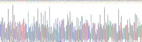 Recombinant Angiopoietin 1 (ANGPT1)