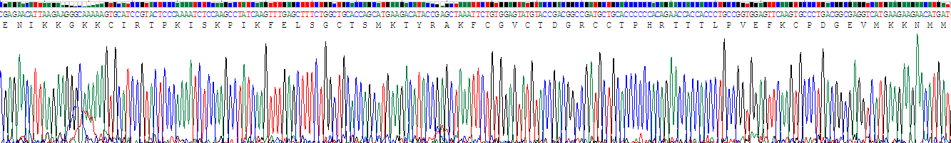 Recombinant Connective Tissue Growth Factor (CTGF)