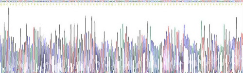 Recombinant Connective Tissue Growth Factor (CTGF)