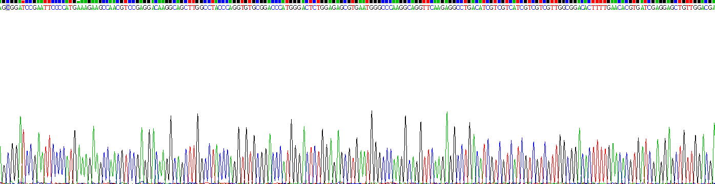 Recombinant Brain Derived Neurotrophic Factor (BDNF)