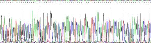 Recombinant Brain Derived Neurotrophic Factor (BDNF)