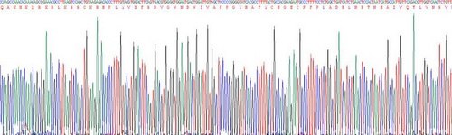 Recombinant Bone Morphogenetic Protein 2 (BMP2)