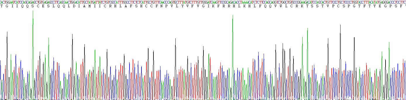 Recombinant Chemokine C-Motif Receptor 1 (XCR1)