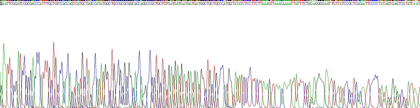 Recombinant Interferon Alpha (IFNa)