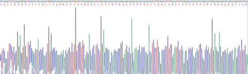 Recombinant Interferon Alpha (IFNa)