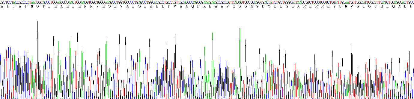 Recombinant Fibroblast Growth Factor 4 (FGF4)