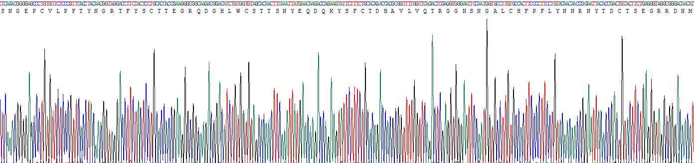 Recombinant Fibronectin (FN)