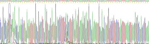 Recombinant Interferon Gamma (IFNg)