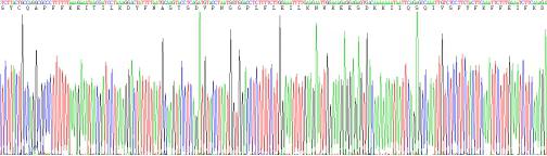 Recombinant Interferon Gamma (IFNg)