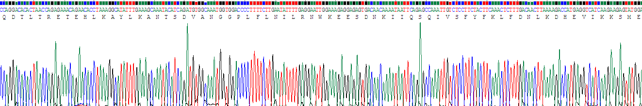 Recombinant Interferon Gamma (IFNg)