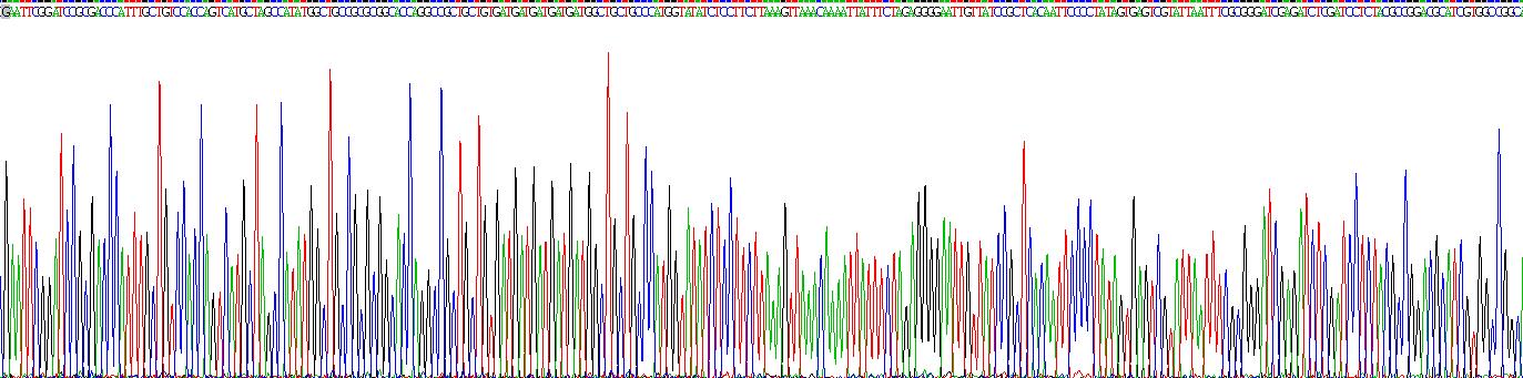 Recombinant Insulin Like Growth Factor 2 (IGF2)