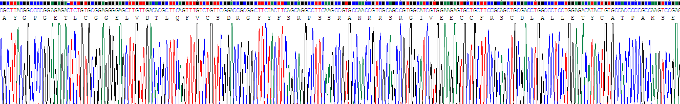 Recombinant Insulin Like Growth Factor 2 (IGF2)