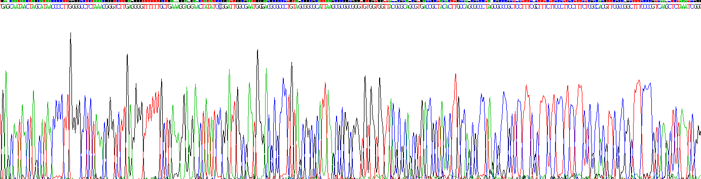 Recombinant Interleukin 10 (IL10)