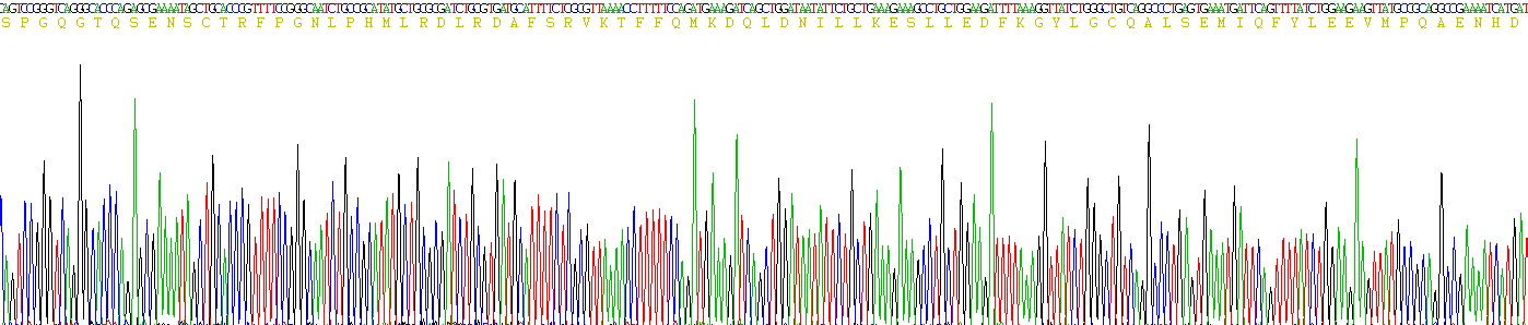 Recombinant Interleukin 10 (IL10)