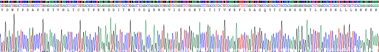 Recombinant Interleukin 12B (IL12B)