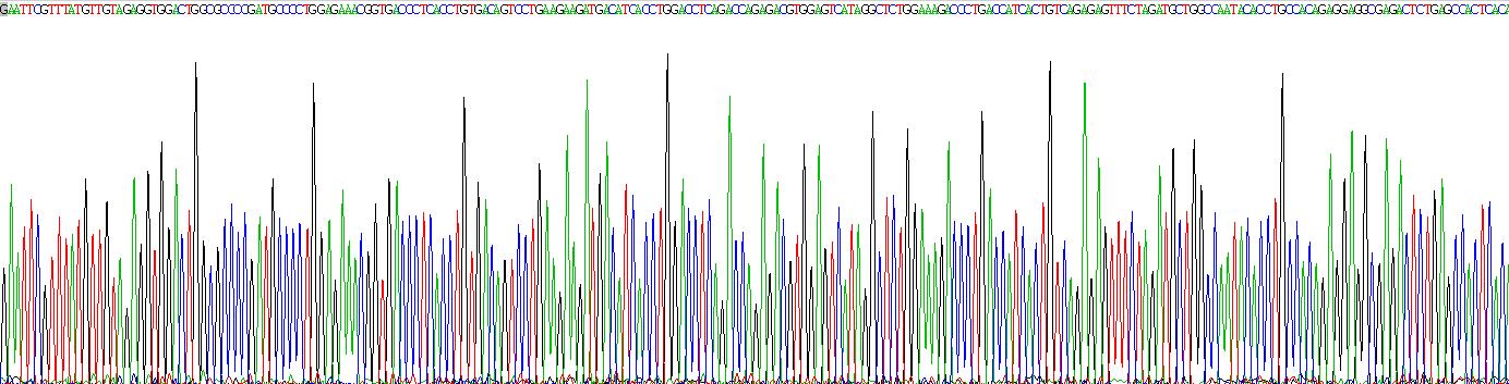 Recombinant Interleukin 12B (IL12B)