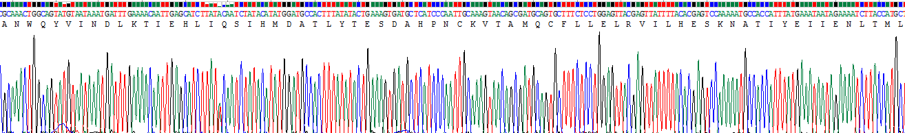 Recombinant Interleukin 15 (IL15)