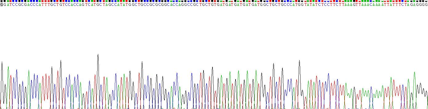 Recombinant Interleukin 17 (IL17)