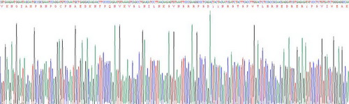 Recombinant Interleukin 17 (IL17)