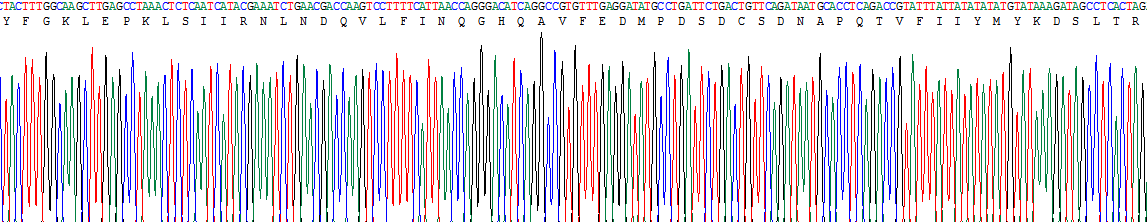 Recombinant Interleukin 18 (IL18)