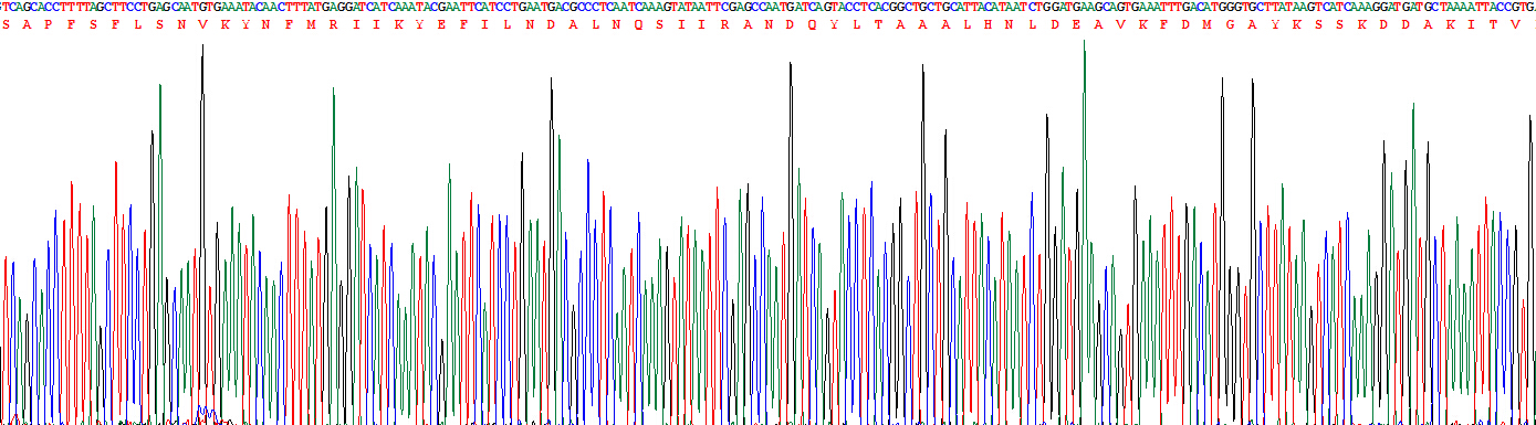 Recombinant Interleukin 1 Alpha (IL1a)