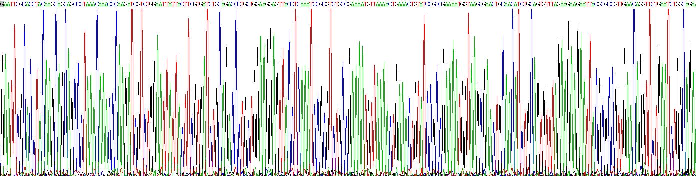 Recombinant Interleukin 2 (IL2)