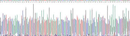 Recombinant Interleukin 2 (IL2)