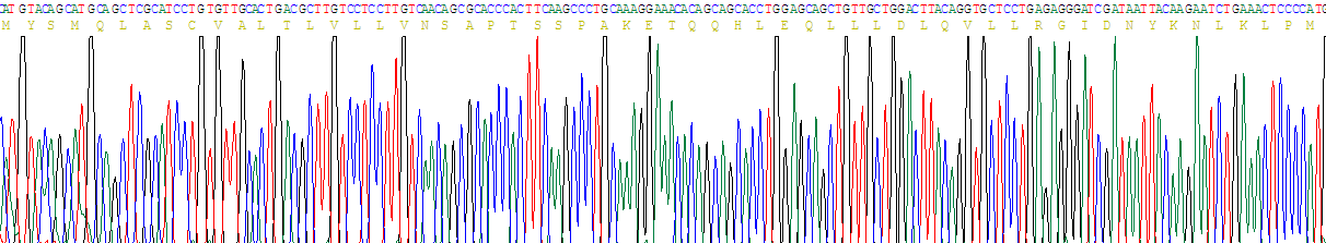 Recombinant Interleukin 2 (IL2)