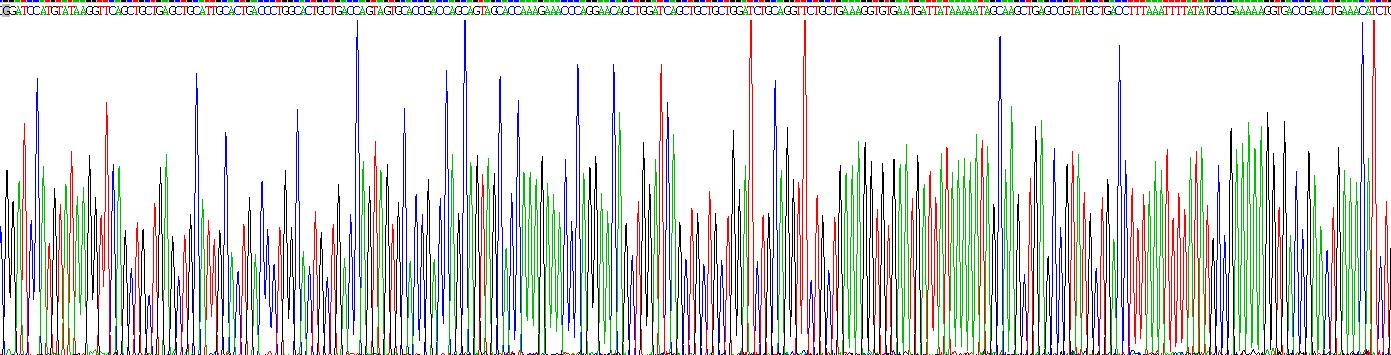 Recombinant Interleukin 2 (IL2)