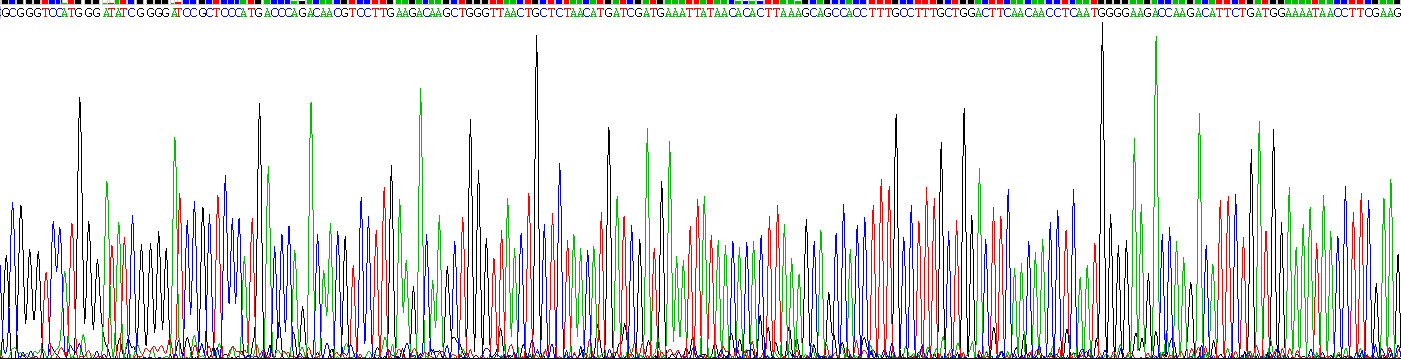 Recombinant Interleukin 3 (IL3)