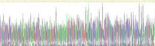 Recombinant Interleukin 4 (IL4)